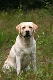 LABRADOR 1228
